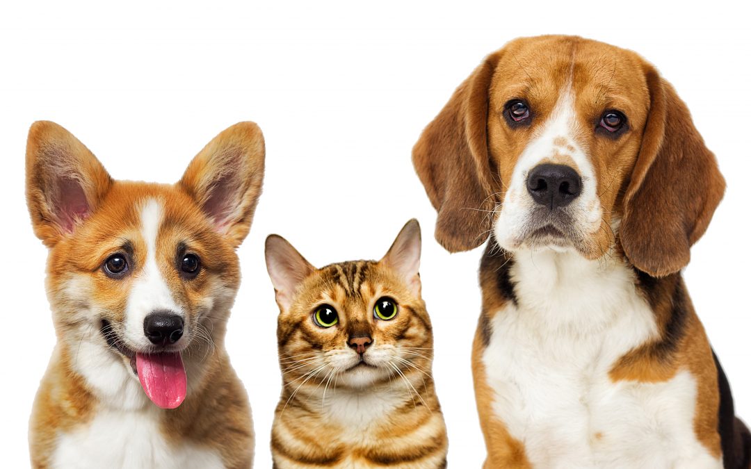 CARES First Birthday Blog