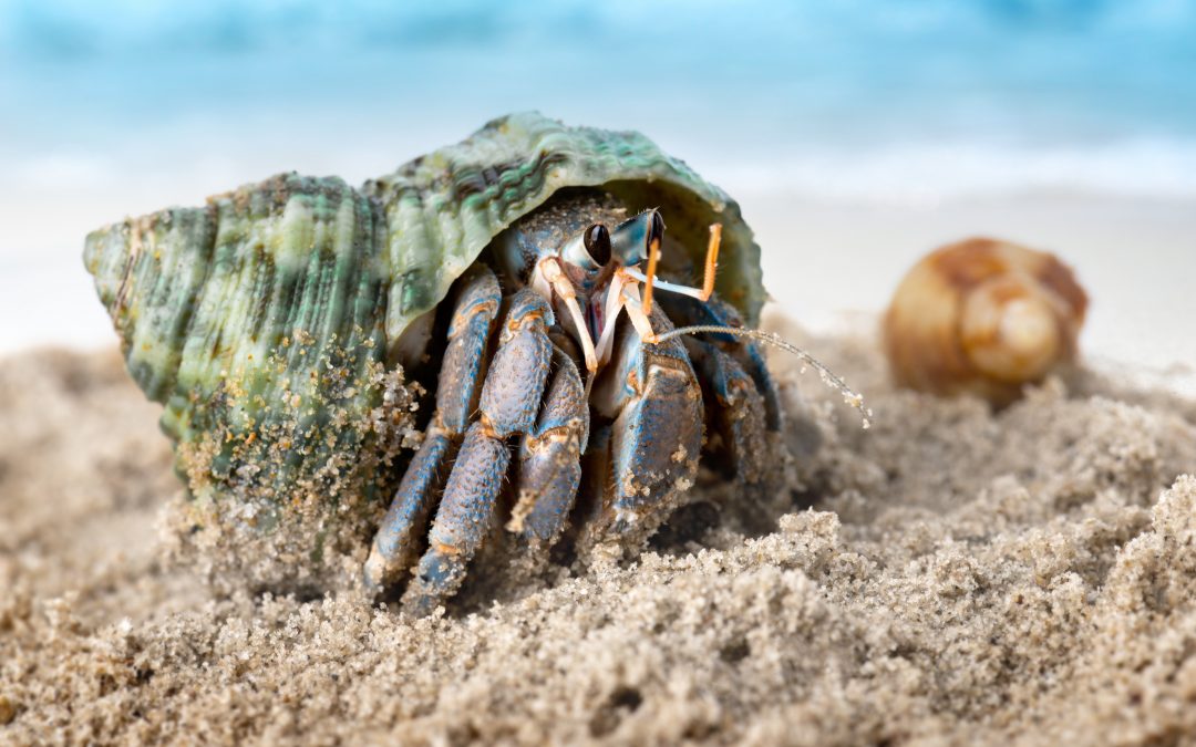 The Time is Ripe for Disaggregated Systems