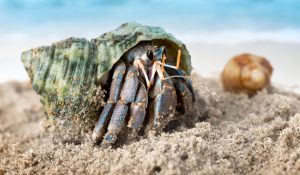 The Time is Ripe for Disaggregated Systems