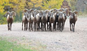 The Persistence of Non-Volatile Memory: Exploiting the Growing Design Space